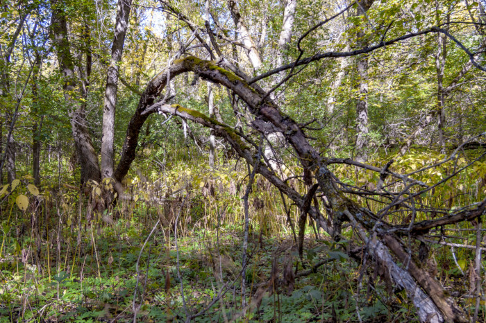 Sica Hollow: The Forest Named Evil