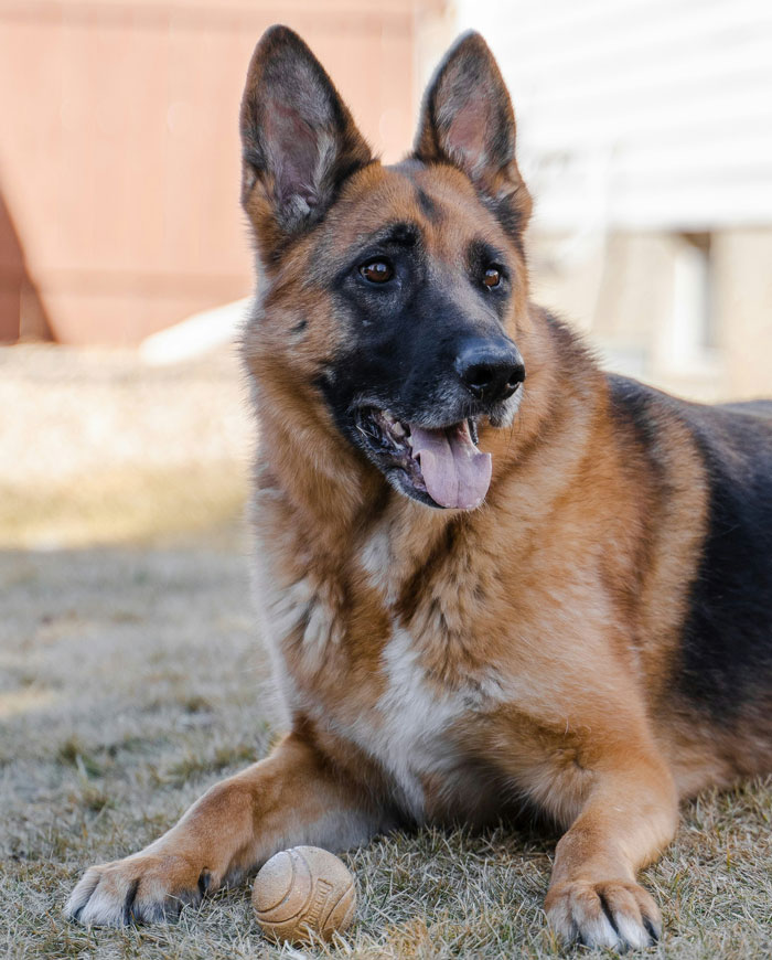 1. Over 99% of German Shepherds are dogs.