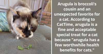 15+ Cat Owners Dish About The Unusual Relationship Their Precious Pets Have With Food