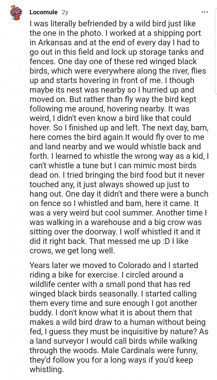 Making friends with a wild bird....it's all about communication.