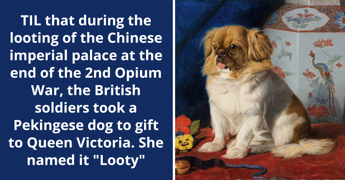 Redditor Shares How The British Soldiers Took A Pekingese Dog From Palace In China To Gift Queen Victoria And She Named It "Looty"