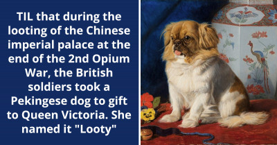 Redditor Shares How The British Soldiers Took A Pekingese Dog From Palace In China To Gift Queen Victoria And She Named It "Looty"