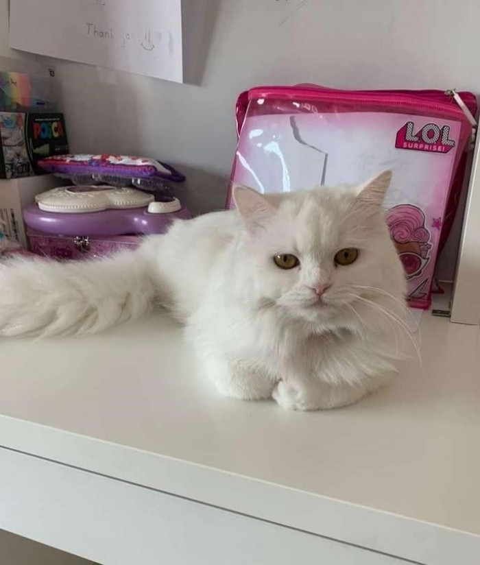 Here is the indoor cat being talked about