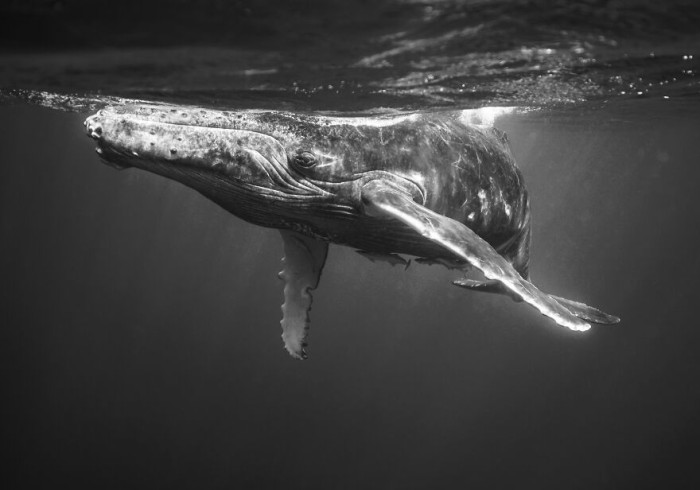 8. Floating Together By Zola Chen