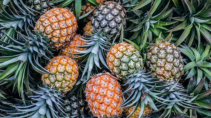 The name pineapple comes from European explorers who believed it had apple-like flesh and resembled a pinecone. Pineapples are the only edible members of the bromeliad family.