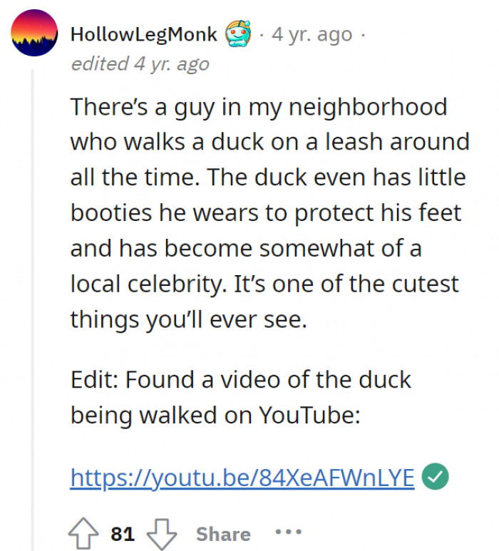 A guy walks his duck on a leash. The duck is a local celebrity now.