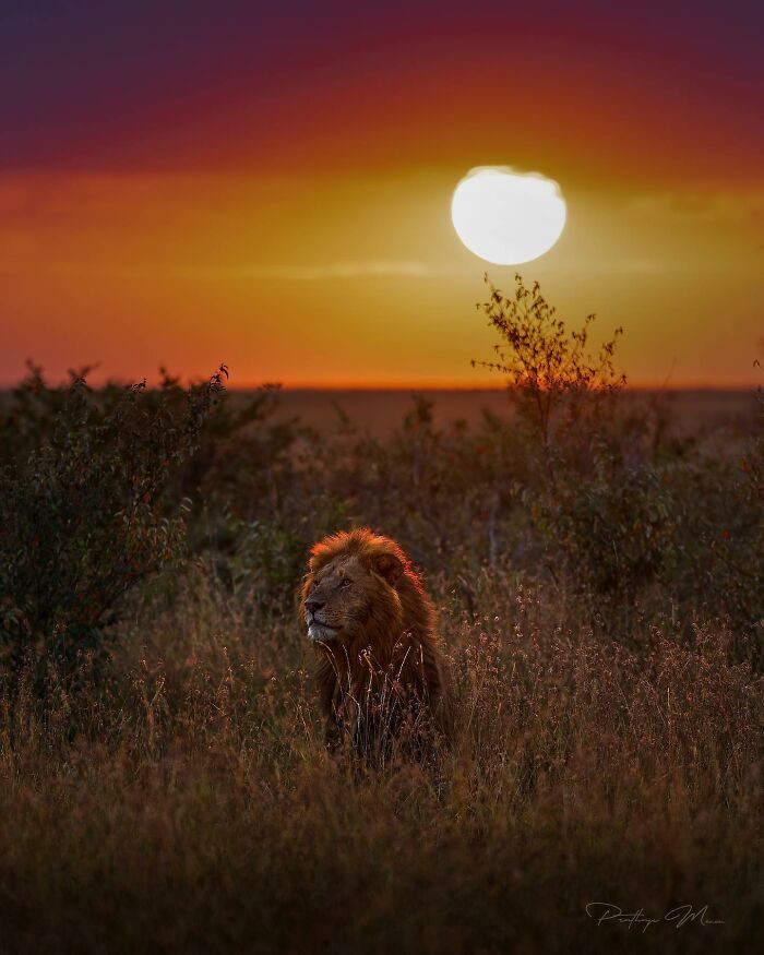 African Lion