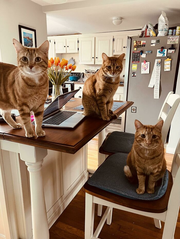 42. They, in their infinite wisdom, beseech their paternal figure for food.