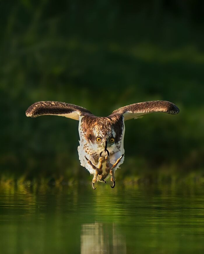 Osprey During A Strike At Al Qudra Near Dubai