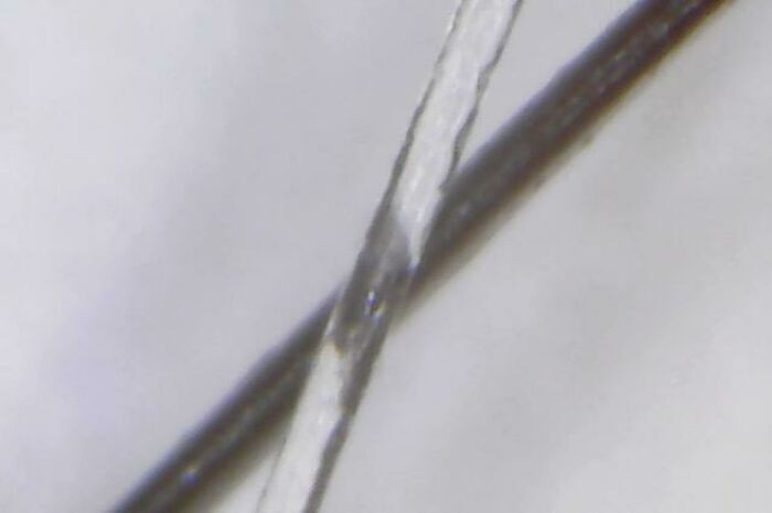 "White Hair Is Actually Transparent (Taken With A Microscope, White Hair In Front Of A Regular Hair)"