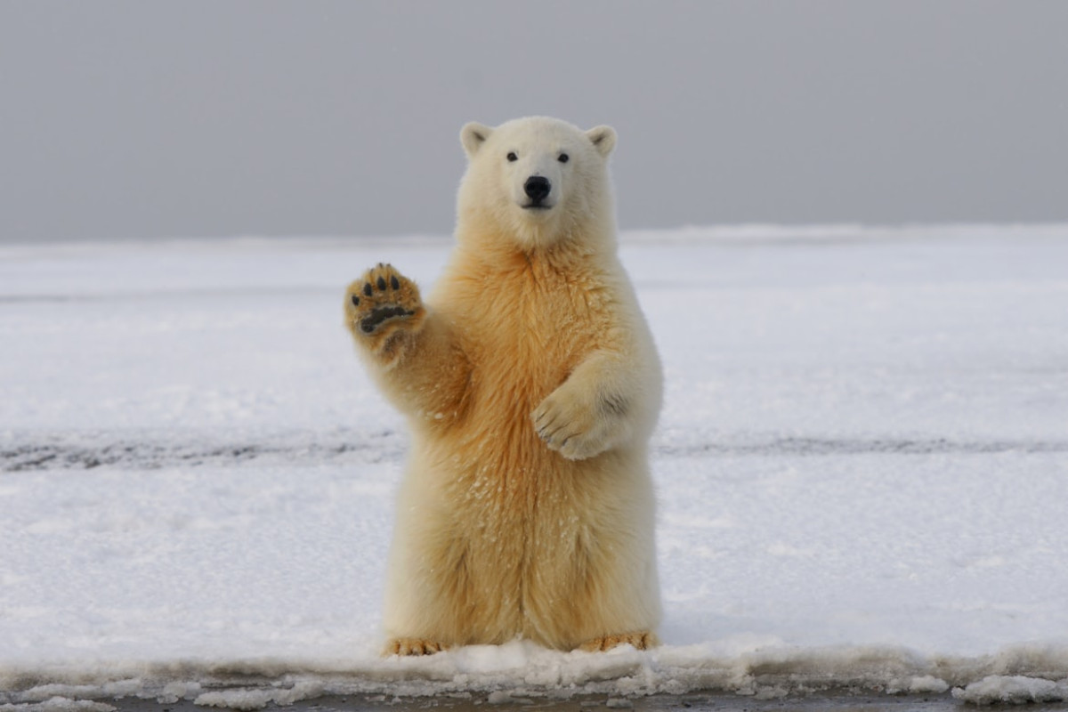 Animal Trivia for Kids: 100 Questions and Answers