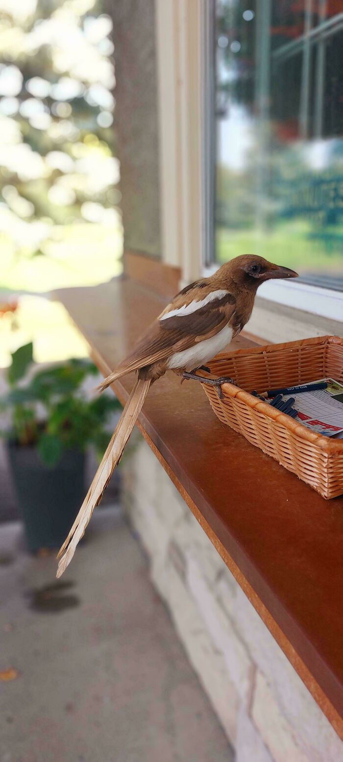 "I Have Never Seen A Magpie This Colour Before!"
