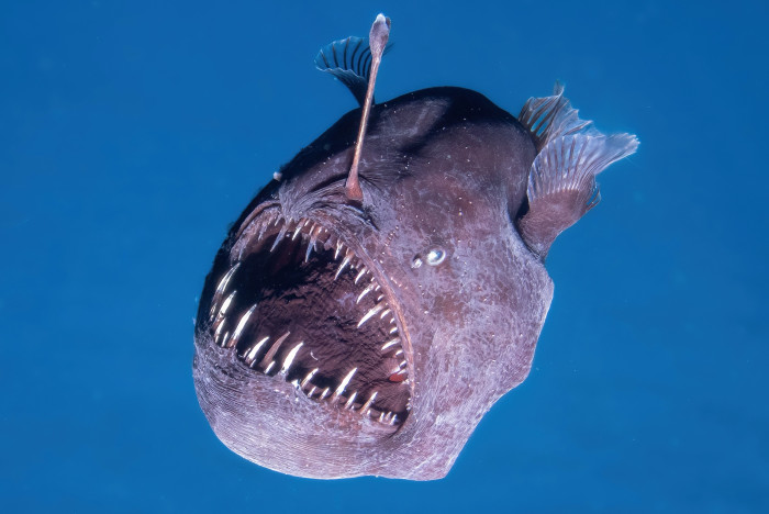 The Anglerfish: The Ocean's Most Famous Predator