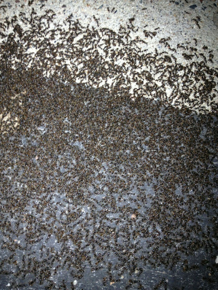 There Was An Ant Reunion Outside My House