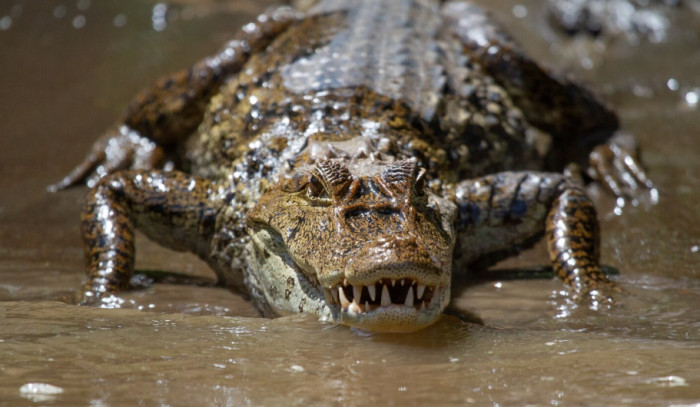 7. Crocodiles: ~1,000
