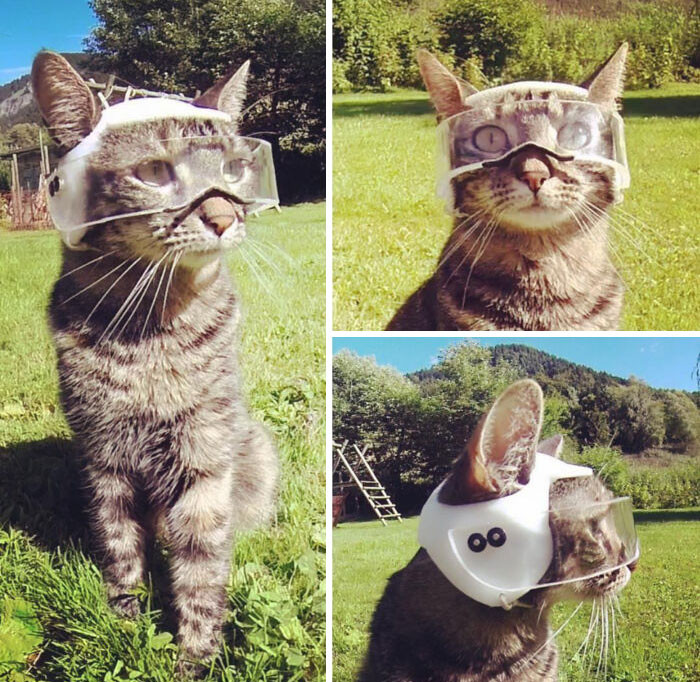 "This Guy On Instagram Who 3D Printed A Helmet For His Cat So He Can Take Him Cycling/Motorcycling!"