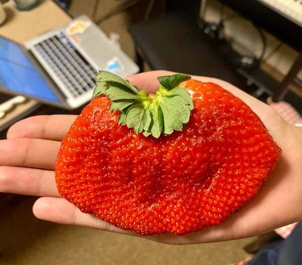 31. This comically huge strawberry that I purchased from the grocery store today.