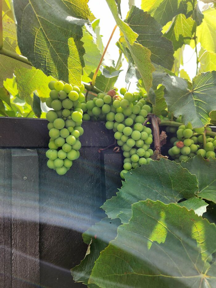 22. What Is This Grape-Like Vine Thing Growing Over My Fence In New Zealand?