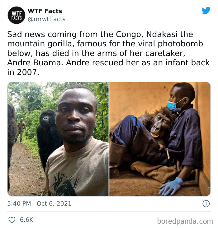 34. Rest in peace, Ndakasi