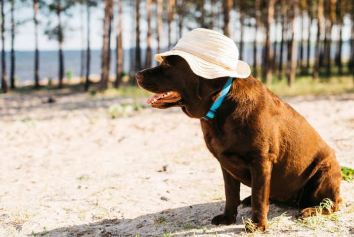 Why Evening Walks Aren't as Safe as You Think