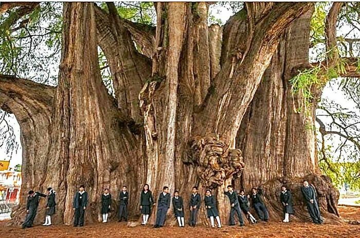21. The world's largest tree by diameter: El Árbol del Tule