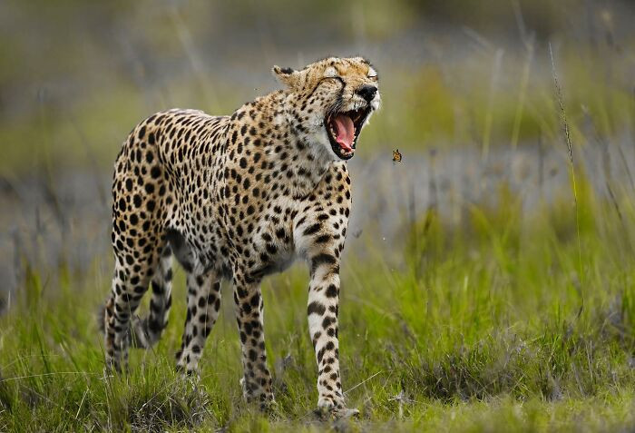 Cheetah Hunting A Butterfly