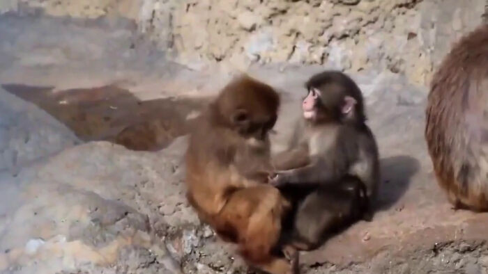 "This time, Punch has made another little monkey friend instead of a plushie."