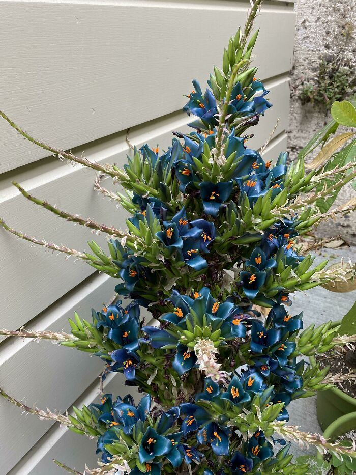 21. What Is This Alien Looking Flower?