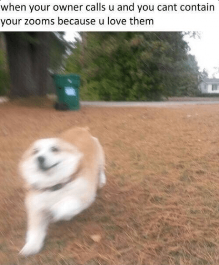 16. Let's all take a moment to appreciate the zoomies.