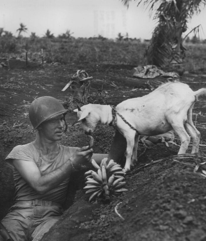 First Sergeant Neil Shober of the U.S. Marines is seen feeding bananas to a native goat on Saipan, Mariana Islands, in 1944.