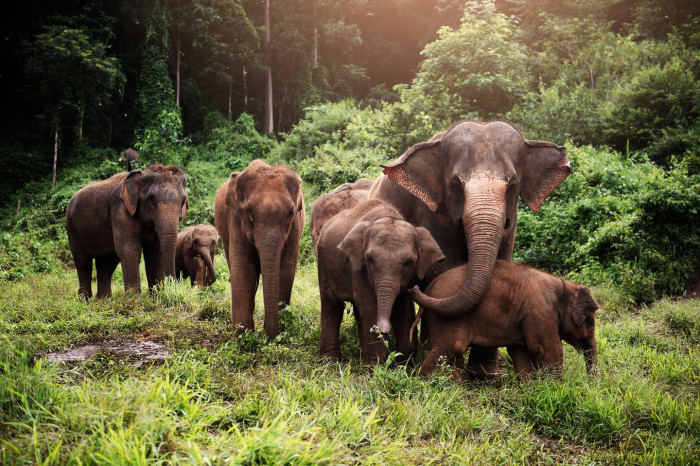 Community members sleep on rooftops as search continues for runaway elephant.