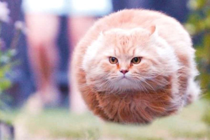 5. A ball of fur