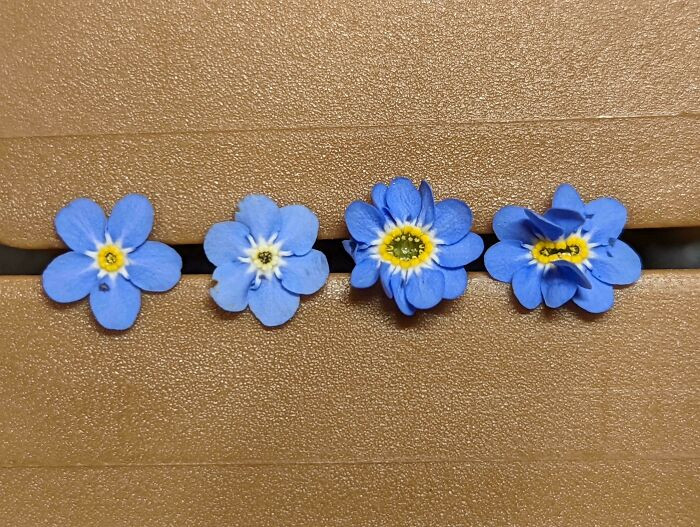 "Normal Forget-Me-Nots Have 5 Petals. Here's An Array I Found In My Yard"