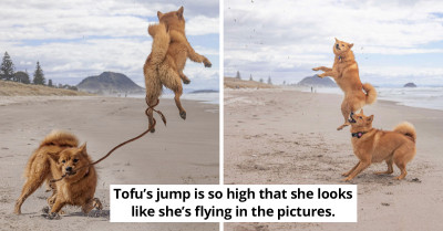 Excited Dog Can't Fight The Urge To Keep Jumping For Joy Whenever She Goes To The Beach