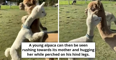 Lovely Video Footage, Which Shows A Baby Alpaca Running Over To Hug Its Mother Goes Viral Online