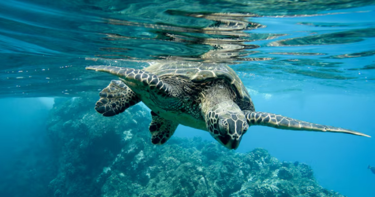 The Oldest Animal in the World Was Ki**ed by the Scientists Who Found It