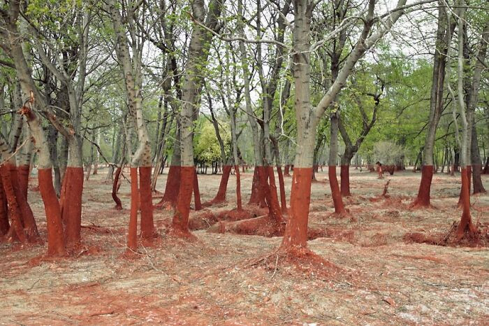 "The Aftermath Of A 2010 Toxic Waste Spill In Western Hungary. The Red Hue Of Aluminum Byproducts Makes The Landscape Look Insane"
