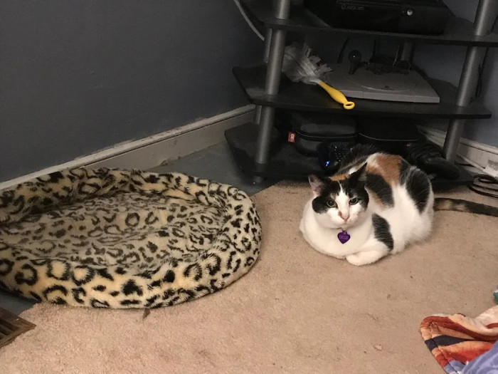 Say hello to the cute critter