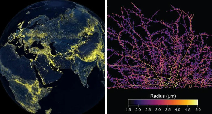 "Scientists Have Discovered a 68,000,000,000,000-Mile-Long Network of Fungus Underground and Mapped It"
