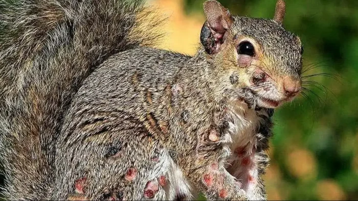 Public health expert warns people not to approach sick “zombie” squirrels safely