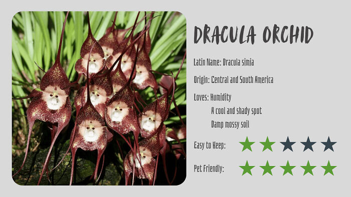 Dracula Orchid (Dracula Simia)