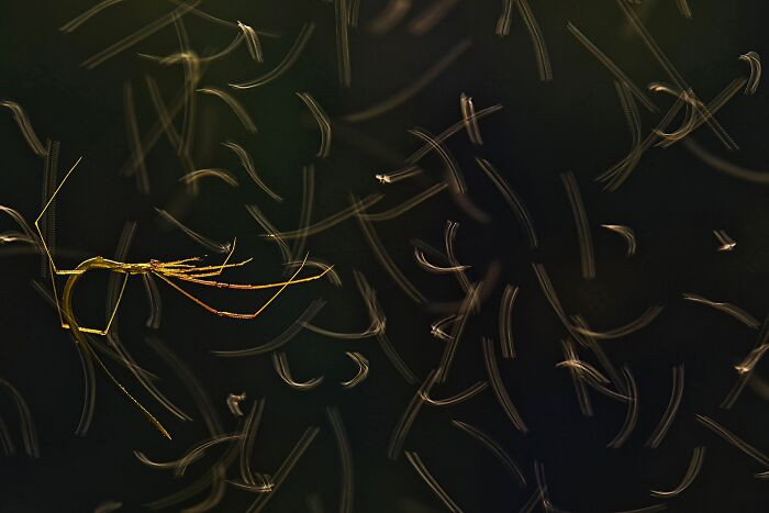 Arachnids, 3rd Place: Gymnast By Anirban Dutta