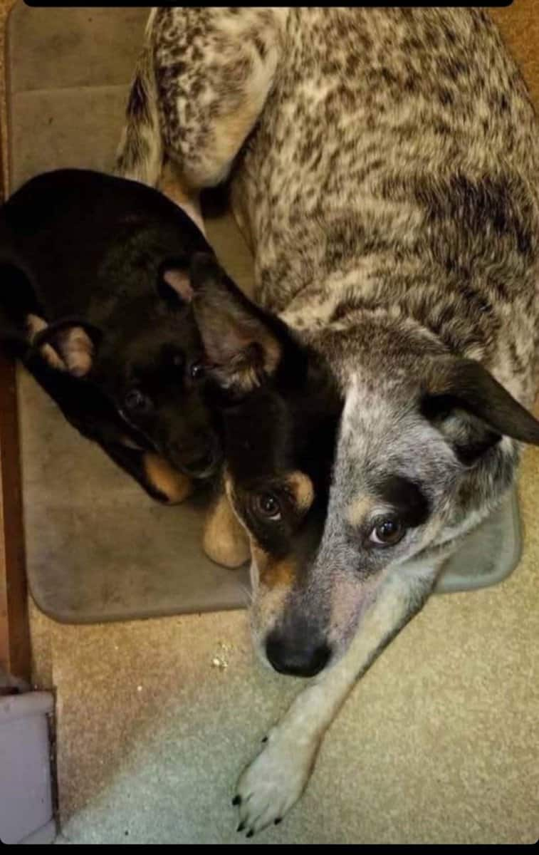 It's like having two dogs in one.