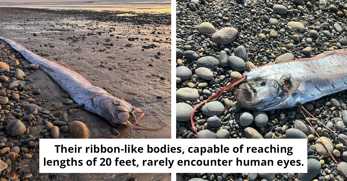 Legendary ‘Doom Fish’ Washes Up On California Shore