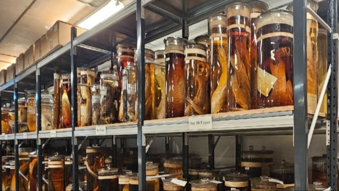 Close view of preserved invertebrate samples and chemical storage analysis setup