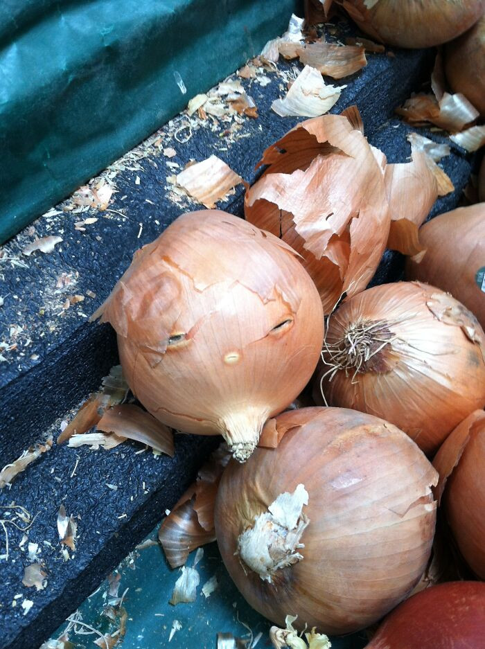1. This onion is clearly unamused
