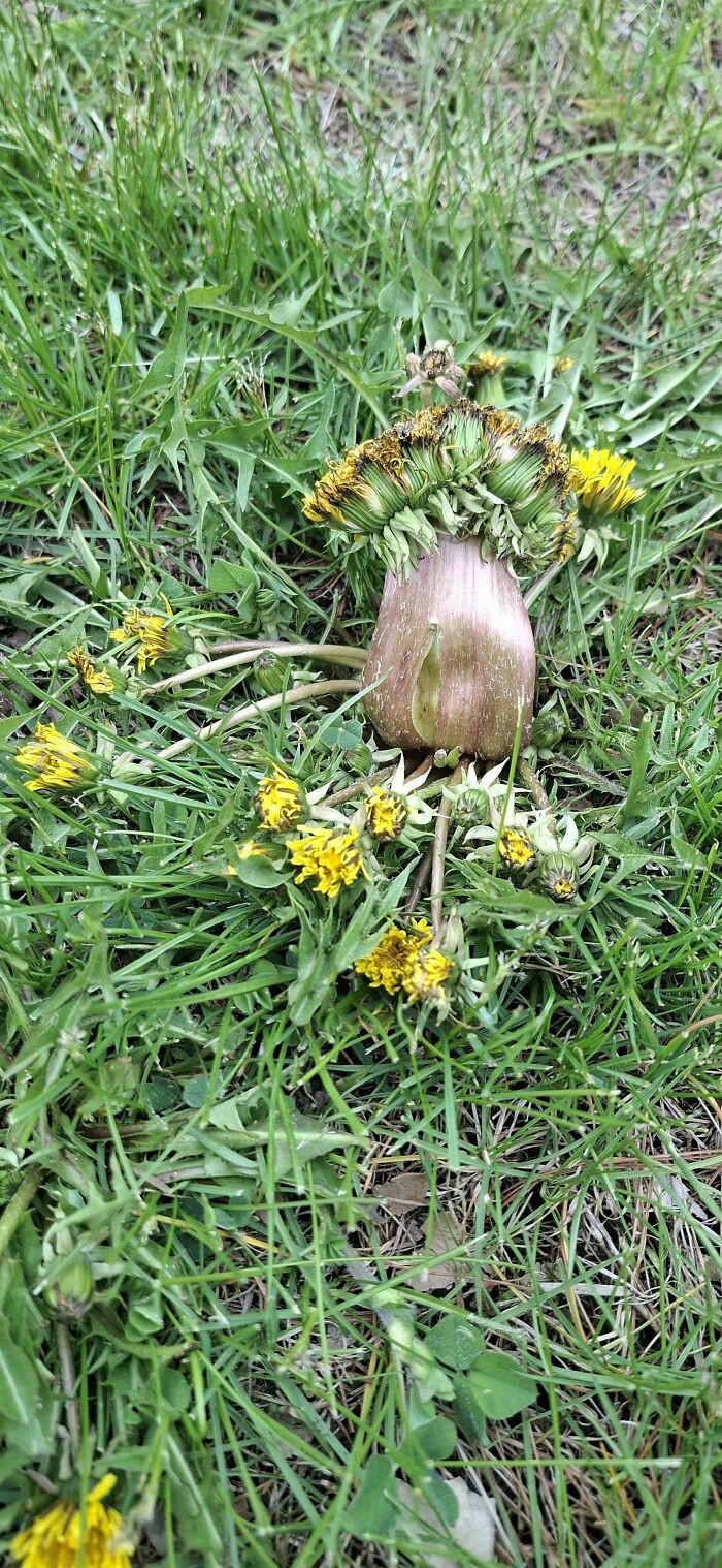 "What On Earth Could Cause This To Happen In My Work's Front Lawn?"