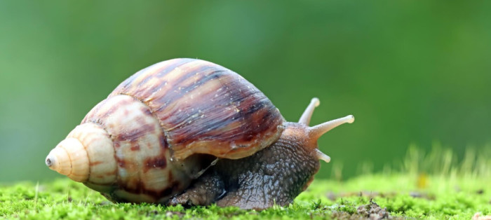 5. Freshwater snails: ~20,000 to 200,000 (estimates vary widely)