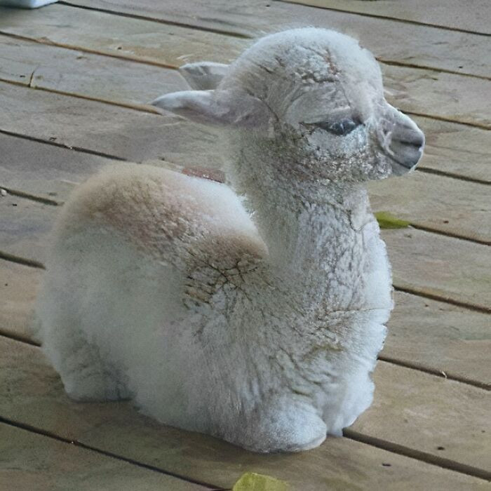 "On A Scale Of 1-10 How Baby Is This Lamb?"