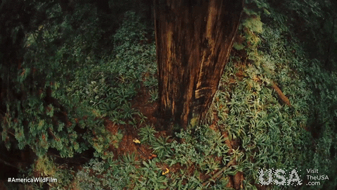 19. Redwoods National and State Parks in California